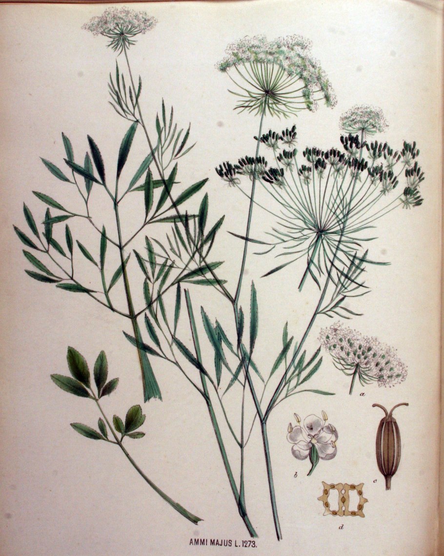 Тмин обыкновенный carum carvi