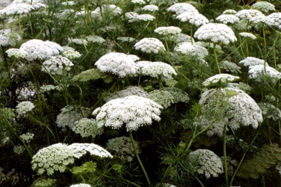 Амми majus visnaga