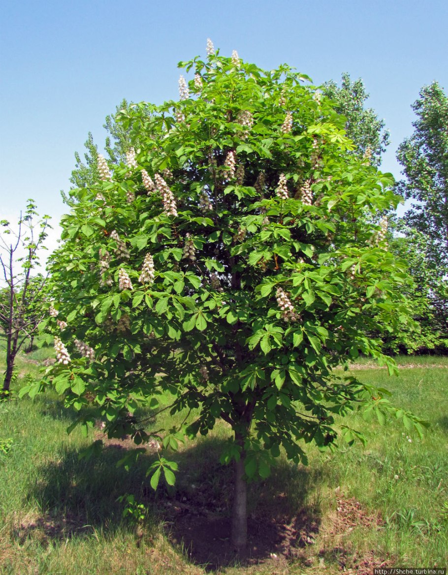 Дерево Castanea