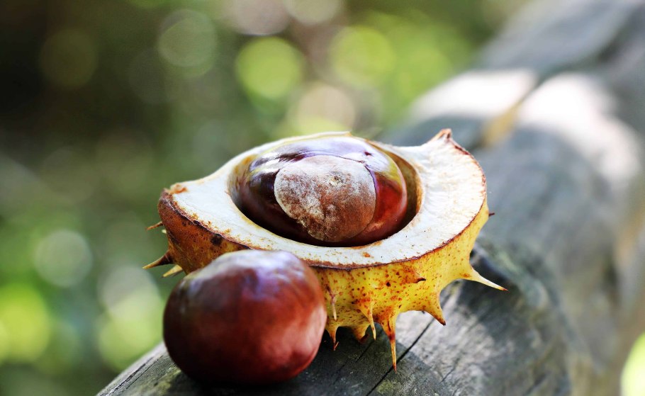 Каштан дерево