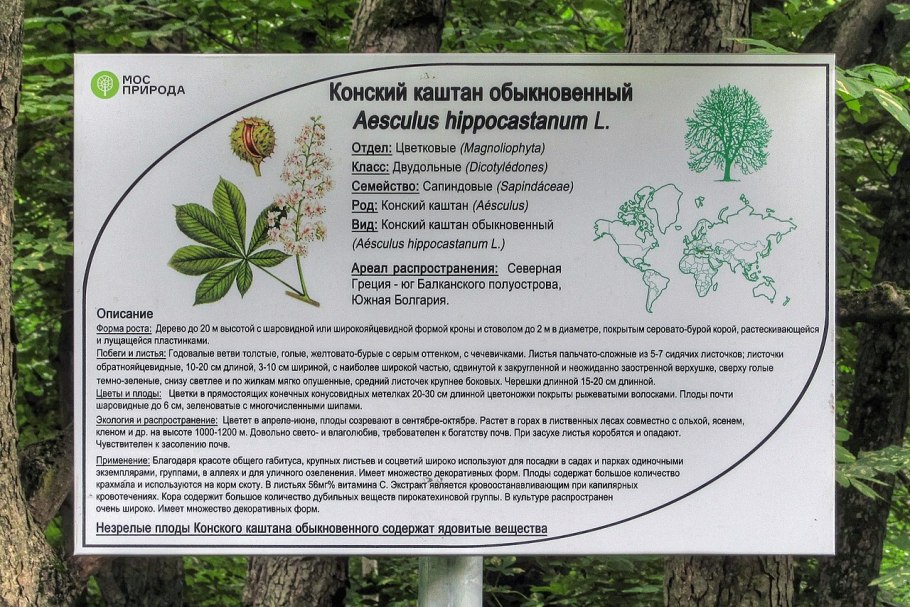 Конский каштан обыкновенный aesculus hippocastanum
