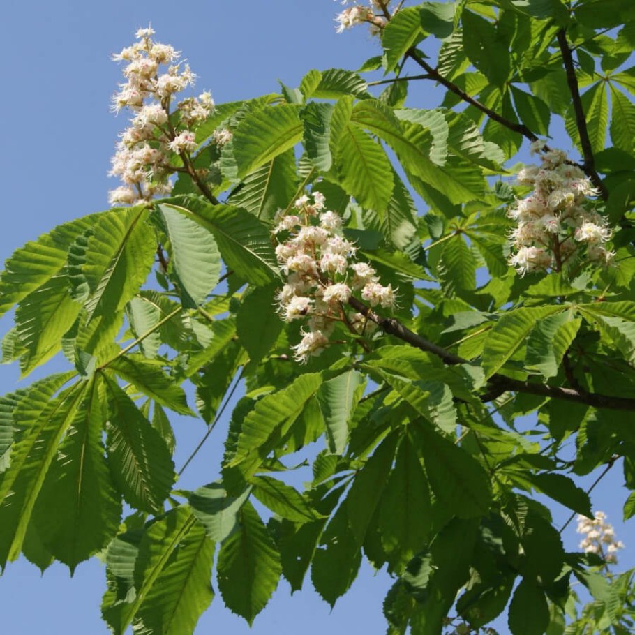Каштан конский (aesculus)
