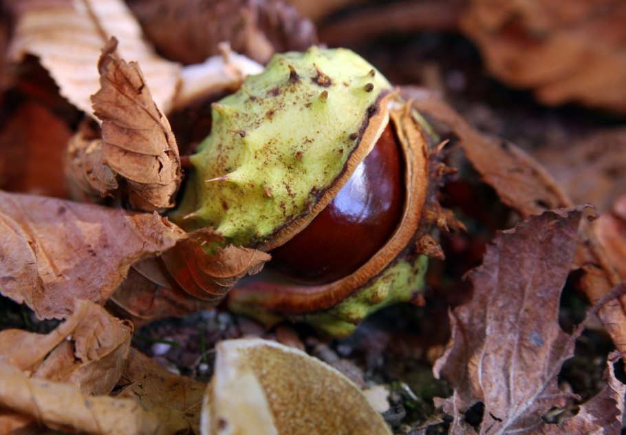 Конский каштан восьмитычинковый