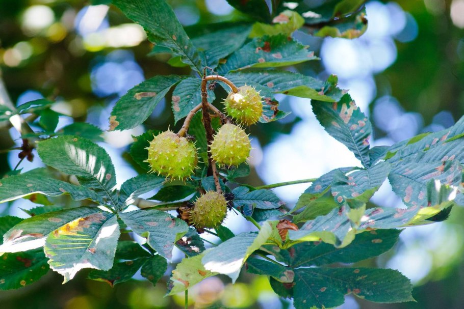 Конский каштан японский (Aesculus turbinata)