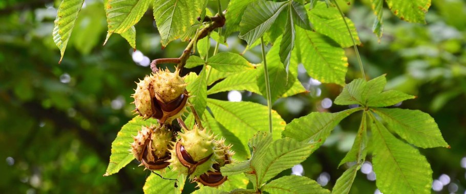 Каштан посевной съедобный
