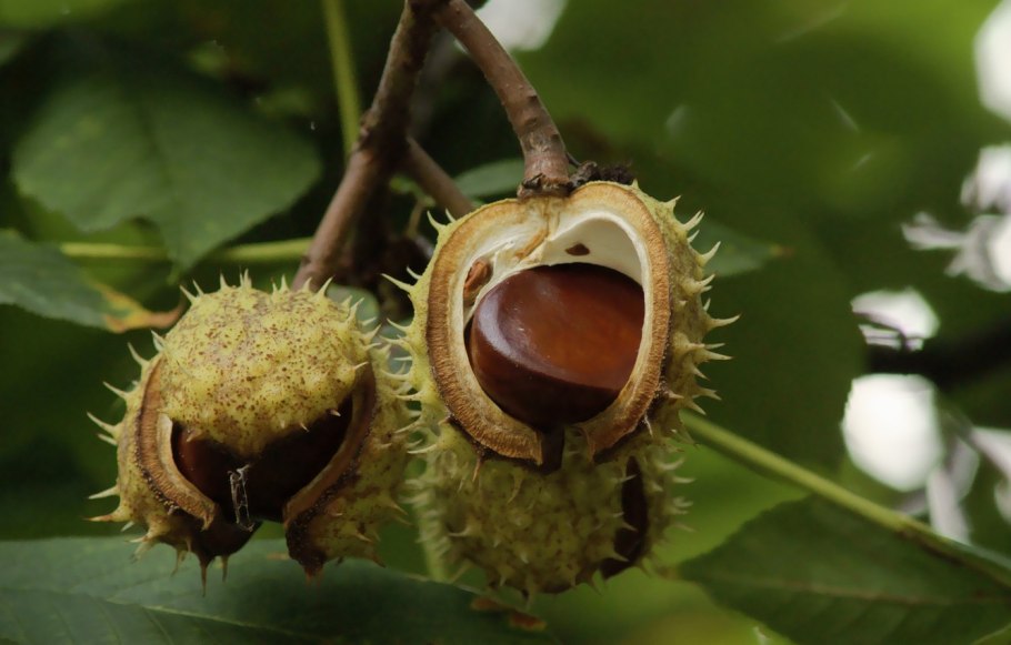 Каштан конский (Aesculus hippocastanum)