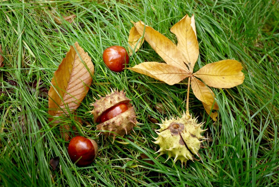 Каштан дерево