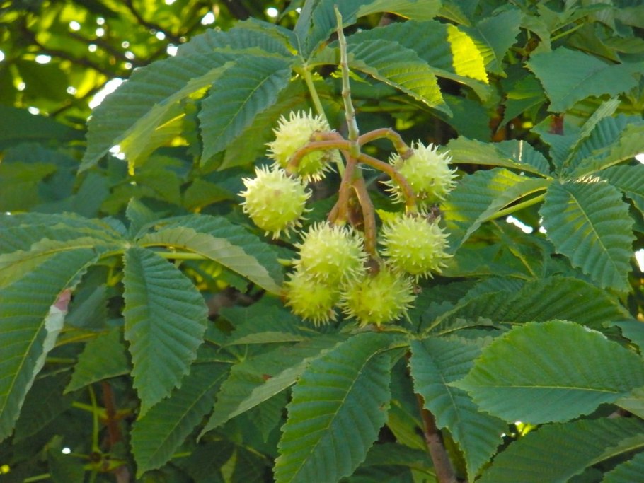 Конский каштан обыкновенный