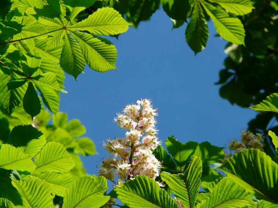 Aesculus hippocastanum