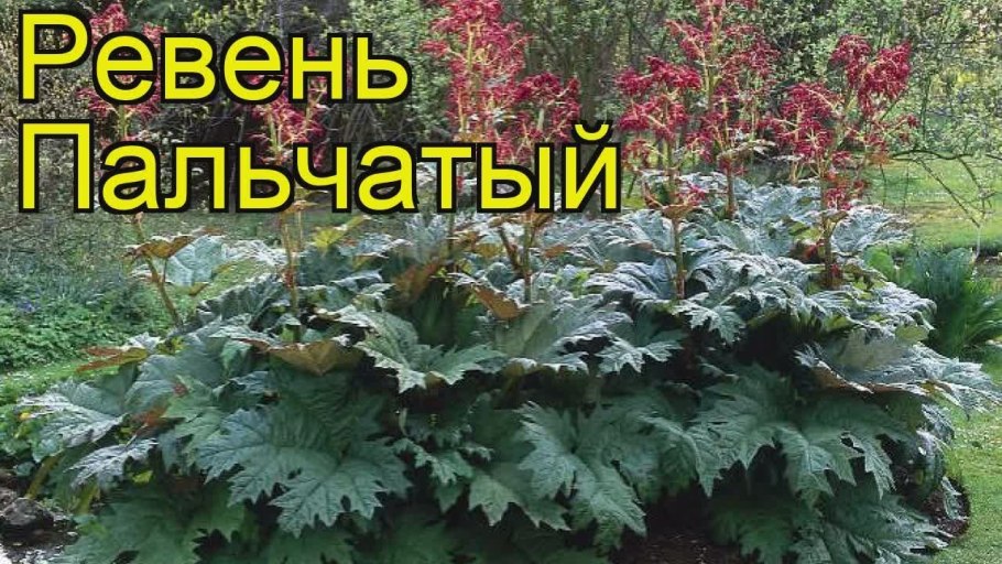 Ревень дланевидный тангутский