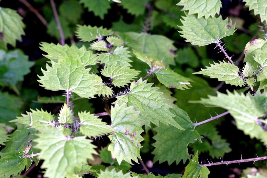 Крапива (Urtica)