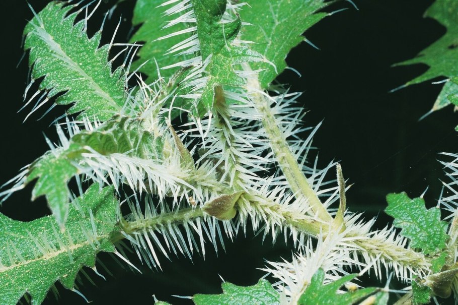 Urtica Ferox – Крапивное дерево Онгаонга