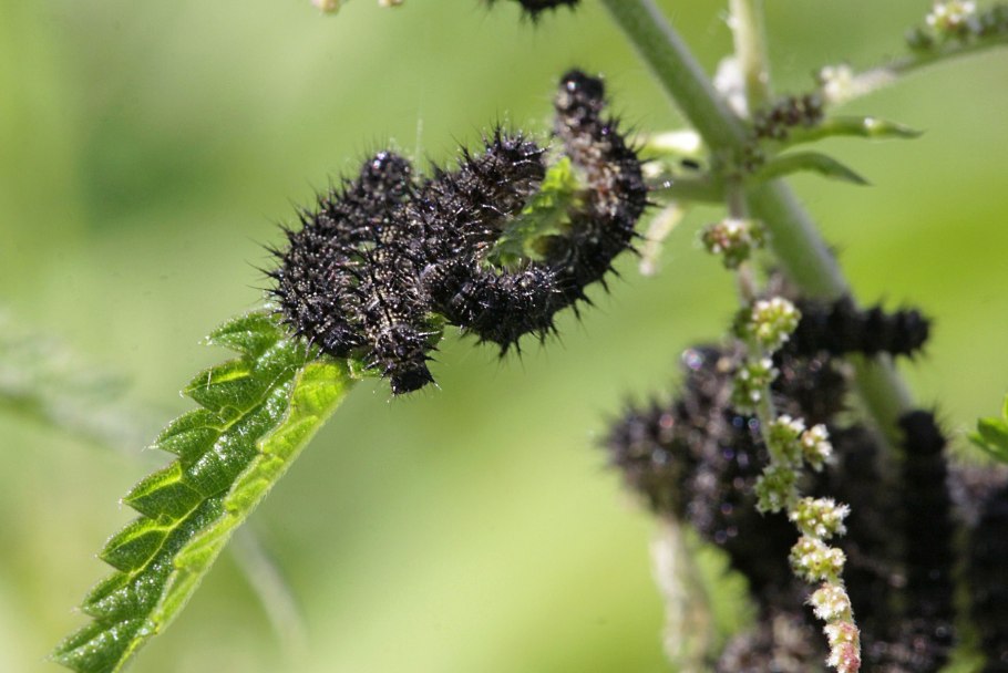 Urtica Ferox – Крапивное дерево Онгаонга