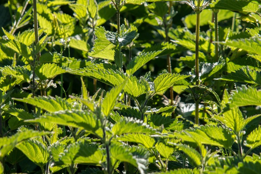 Крапива двудомная (Urtica dioica)