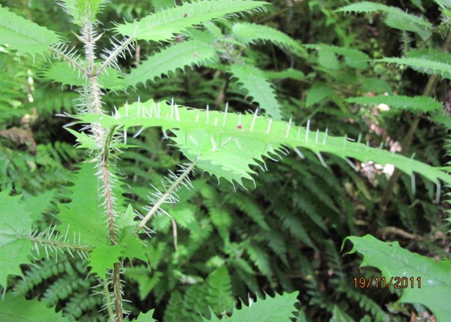 Urtica urens