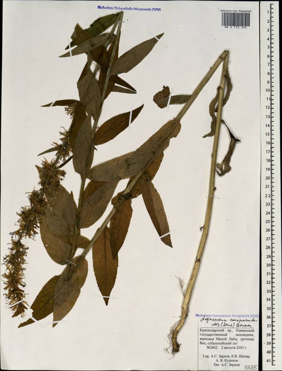 Флёр цветок