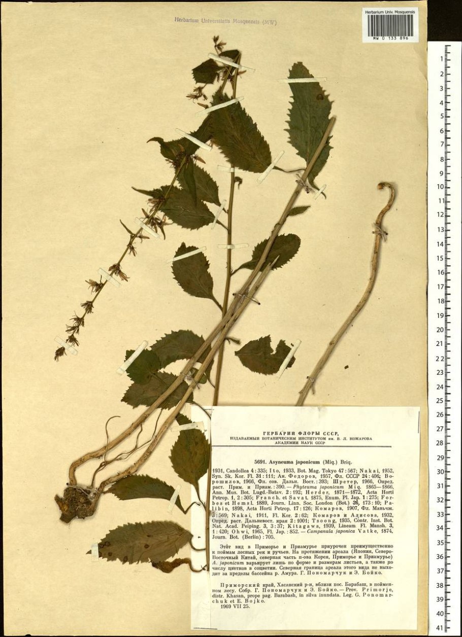 Фиолетовые цветы