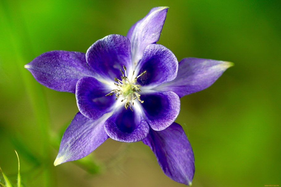 Аквилегия водосбор