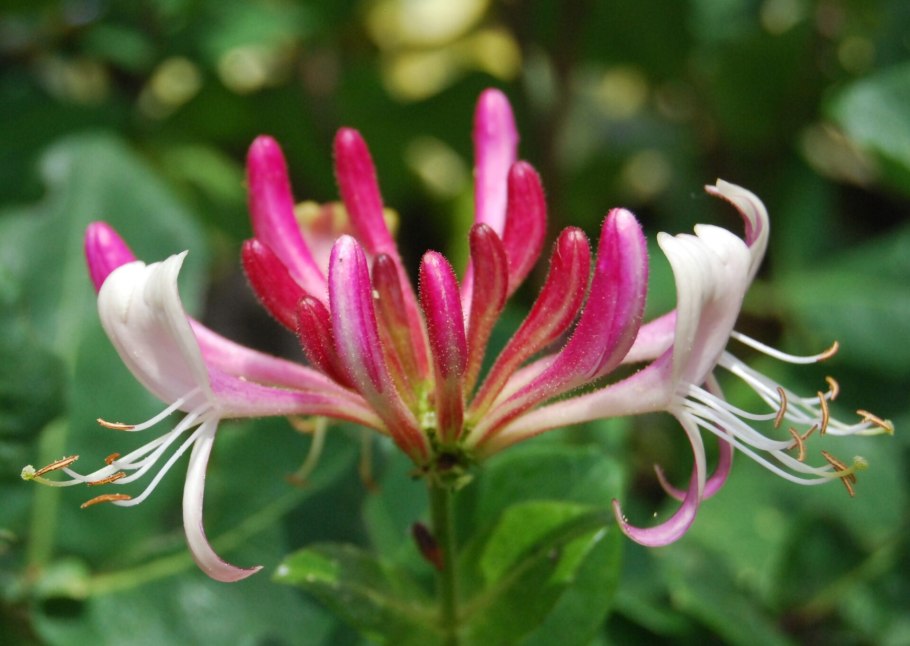 Жимолость каприфоль