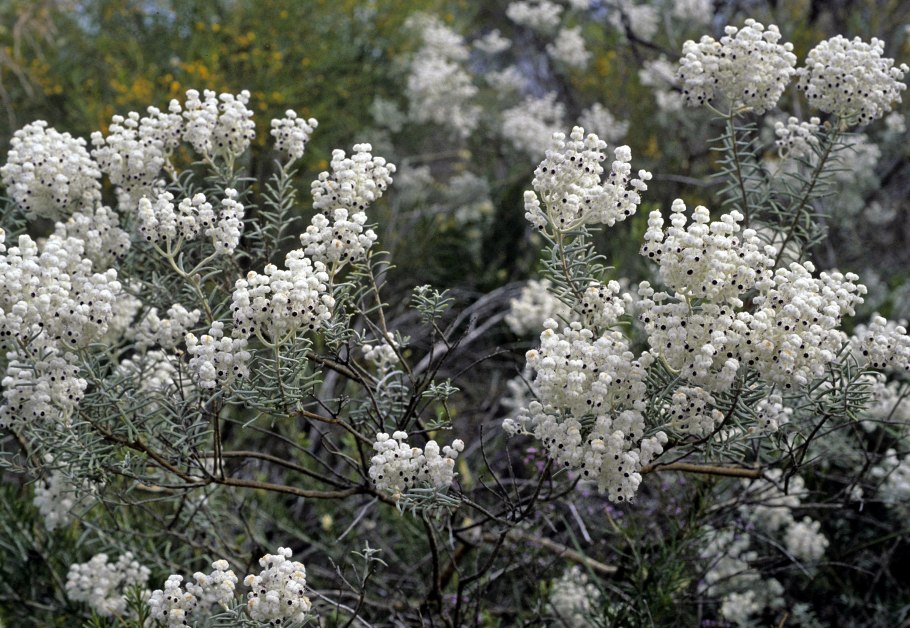 Лахностахис коровяколистный Lachnostachys verbascifolia f.