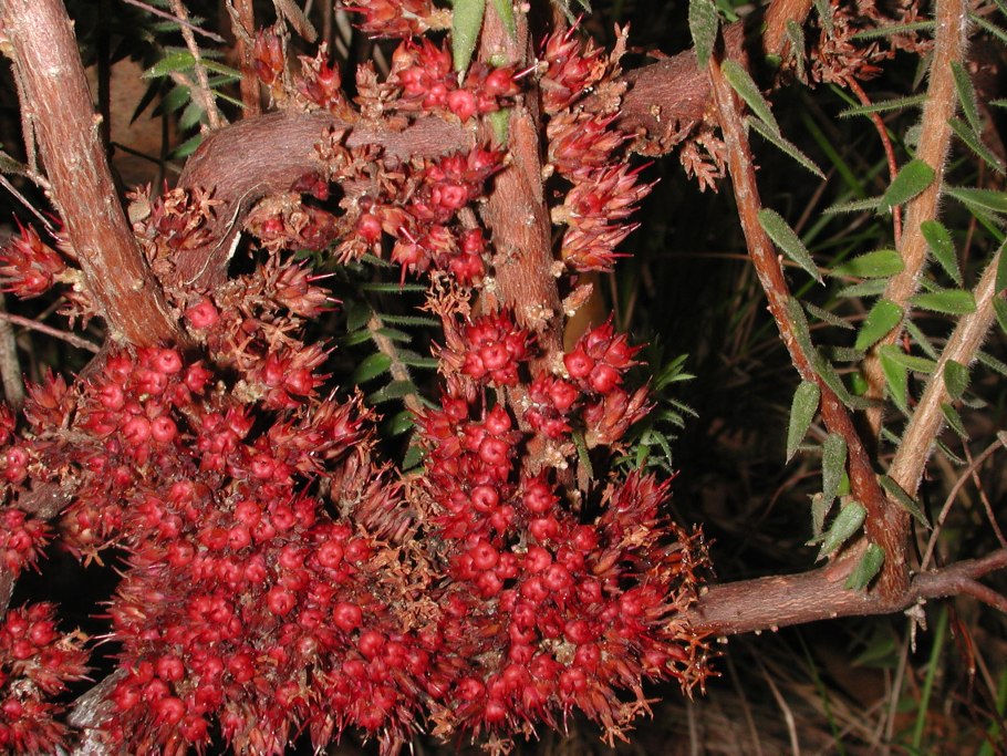 Macrozamia communis