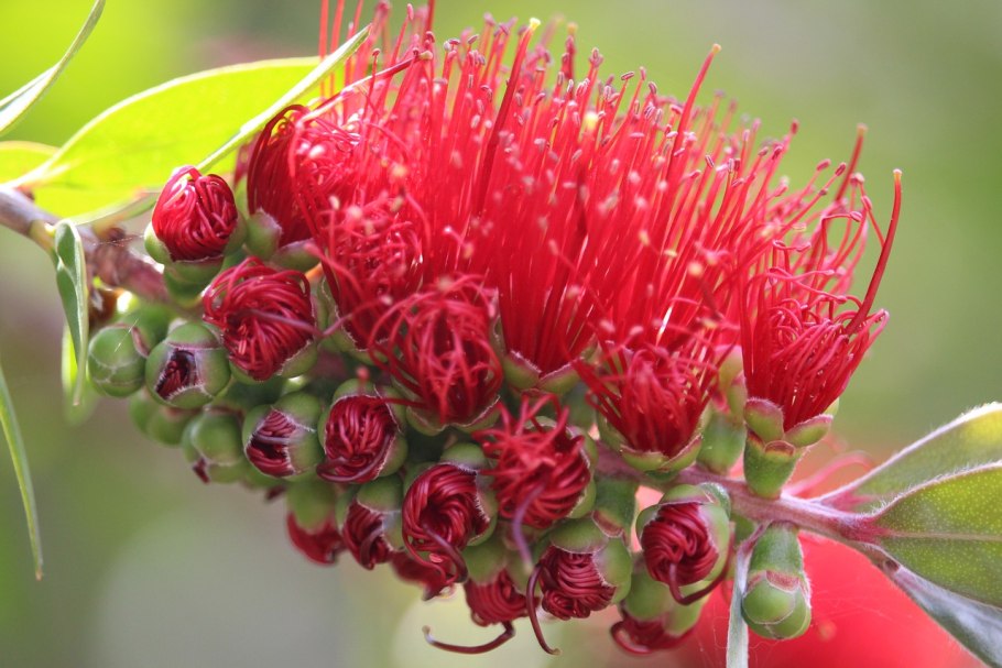 Эвкалипт macrocarpa