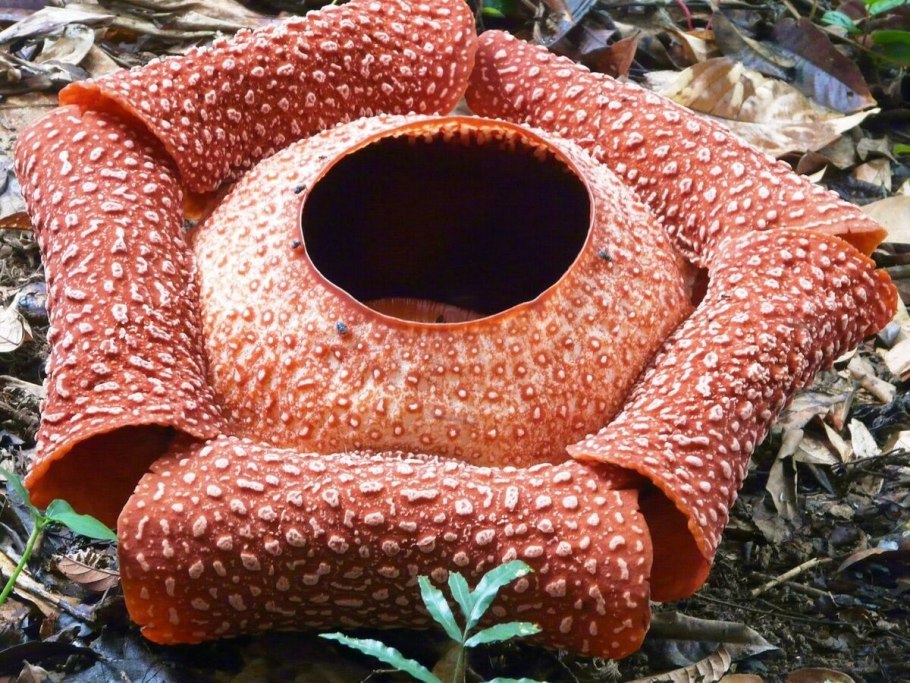 Macrozamia moorei
