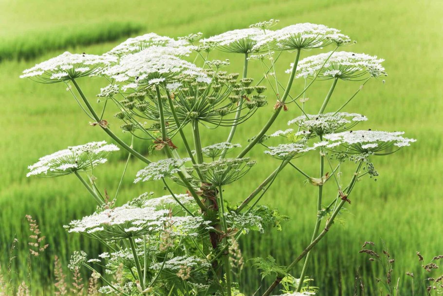 Giant hogweed