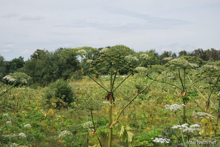 Ядовитый борщевик сосновского