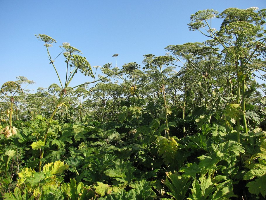 Heracleum ligusticifolium