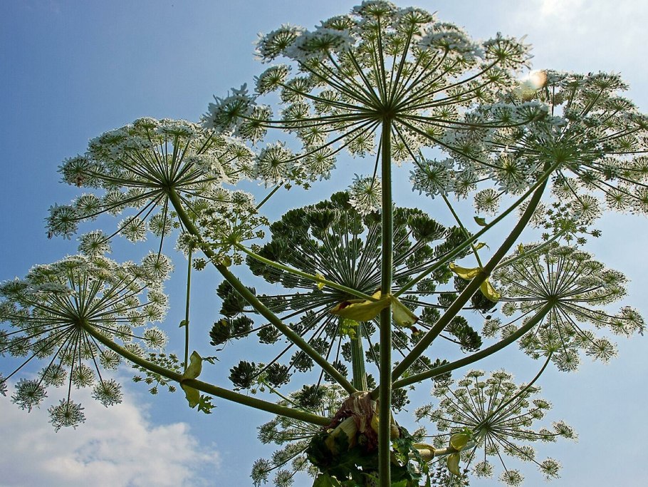 Борщевик ядовитое растение