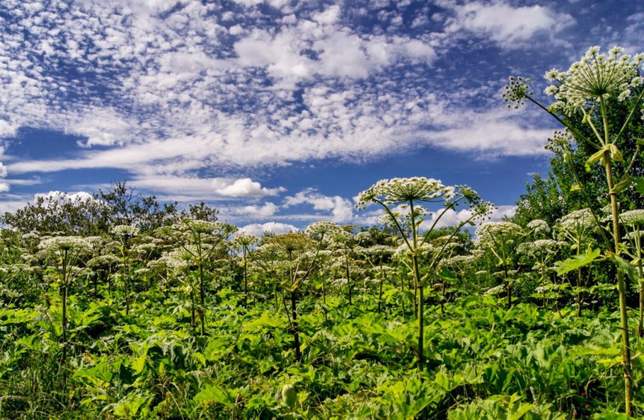 Борщевик Альбова