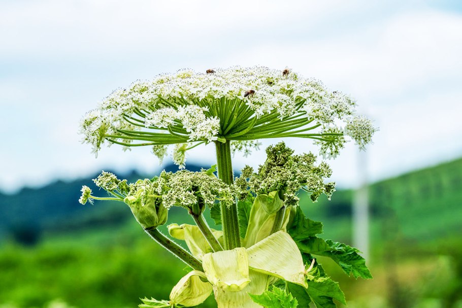 Ядовитый борщевик сосновского