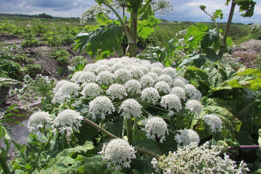 Борщевик ядовитое растение