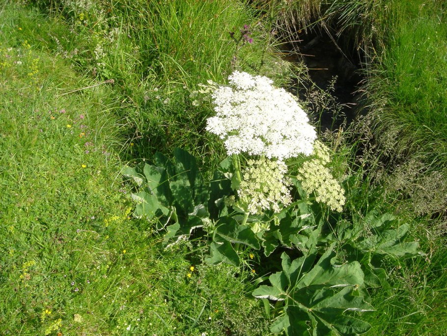 Heracleum cyclocarpum