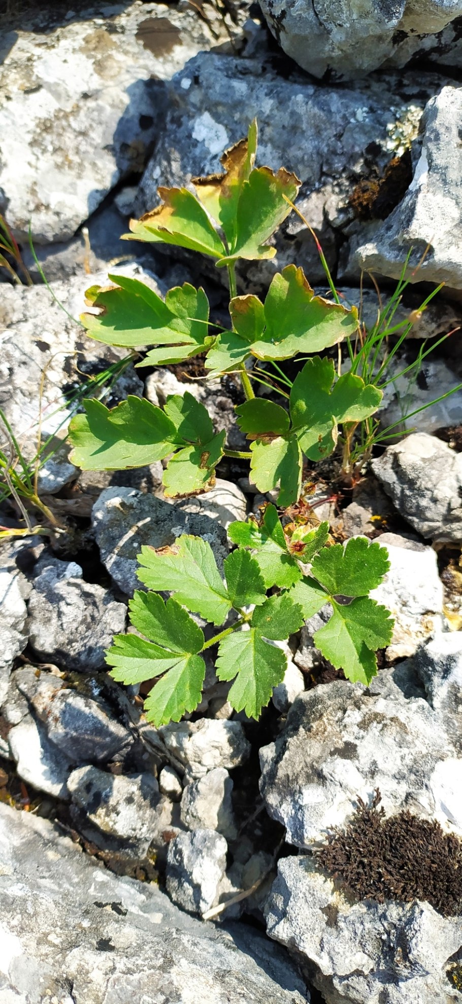 Опасный сорняк борщевик