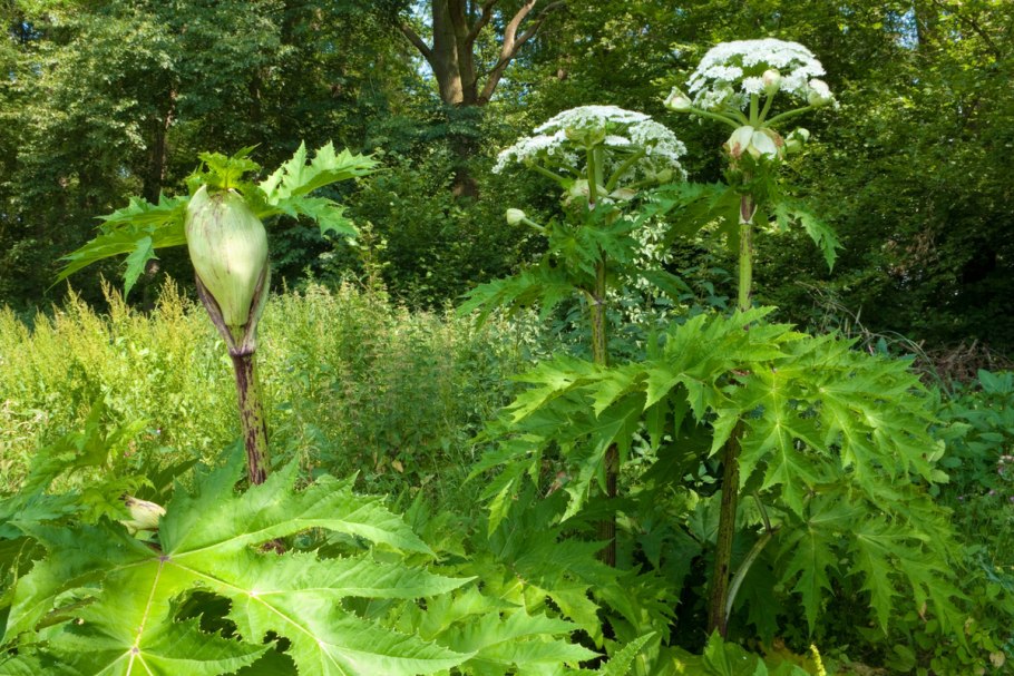 Борщевик мантегацци heracleum mantegazzianum