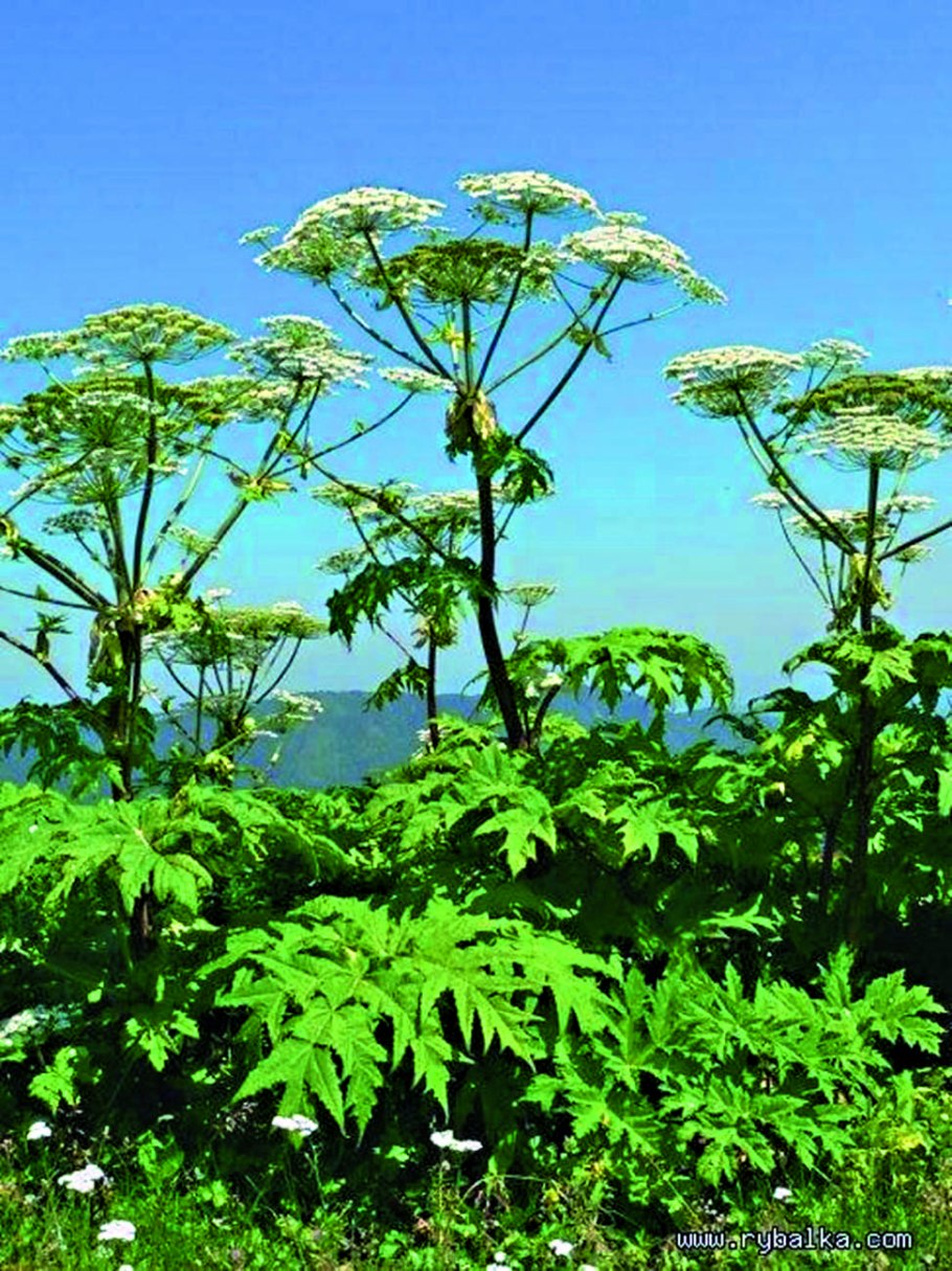 Борщевик сосновского ожоги