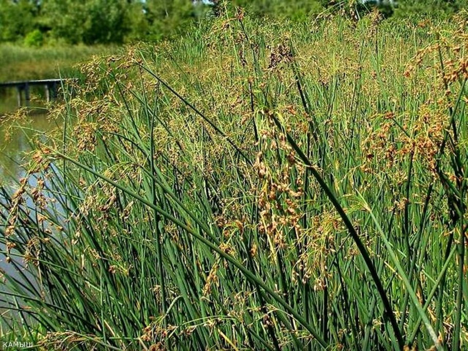 Scirpus lacustris l. камыш Озерный