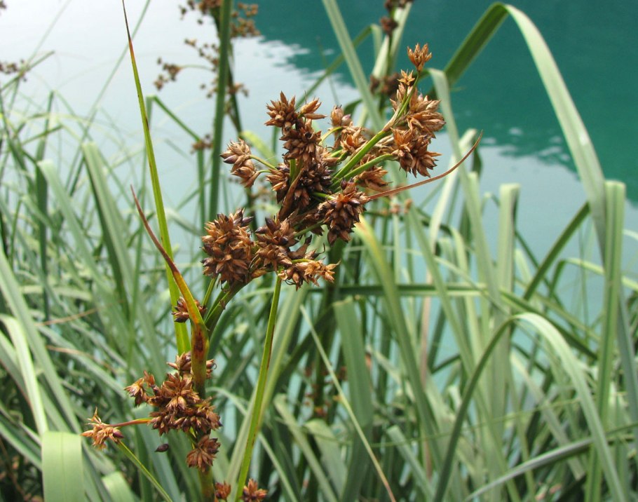 Cladium mariscus (l.) Pohl (меч-трава обыкновенная),