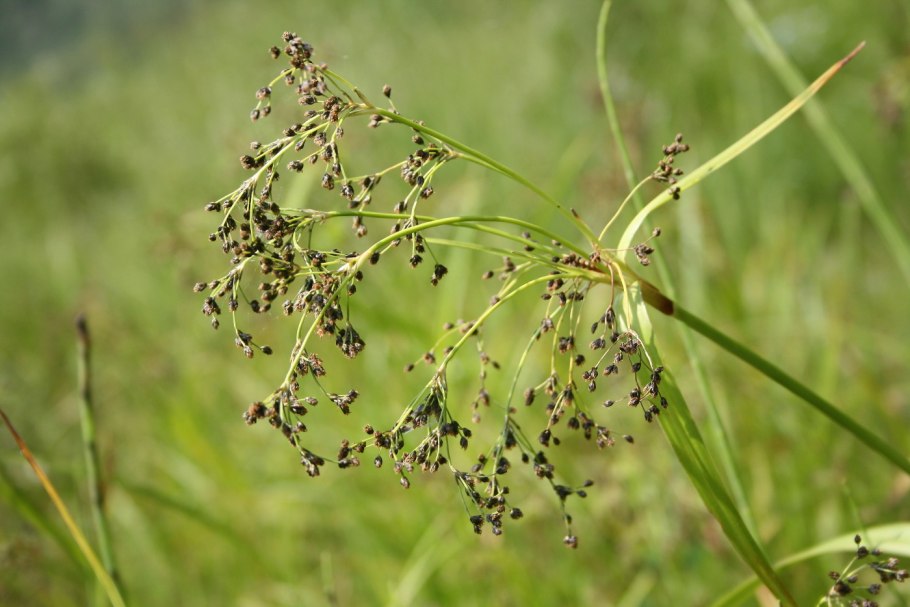 Камыш полевой – Scirpus sylvaticus