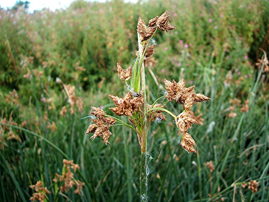 Камыш Озёрный Scirpus lacustris