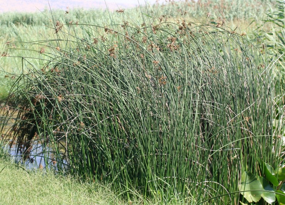 Камыш Озёрный Scirpus lacustris