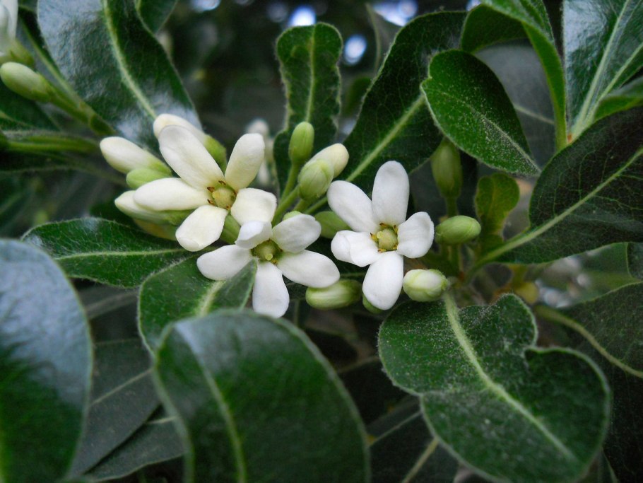 Питтоспорум Тобира (Pittosporum Tobira),