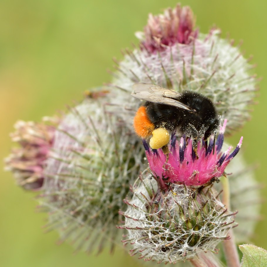 Bombus lapidarius