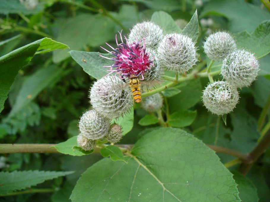 Лопух цветок