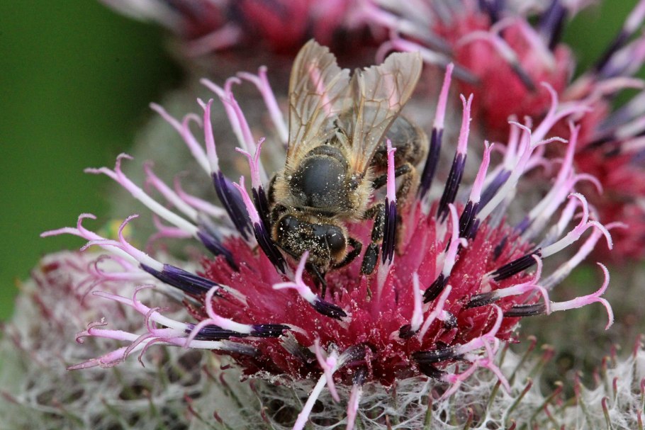 Медоносные растения