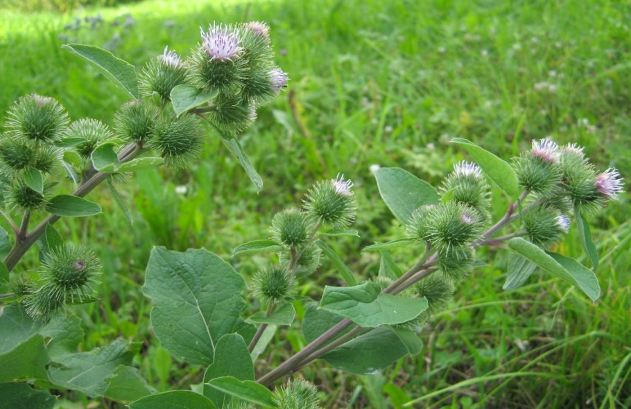 Лопух arctium lappa