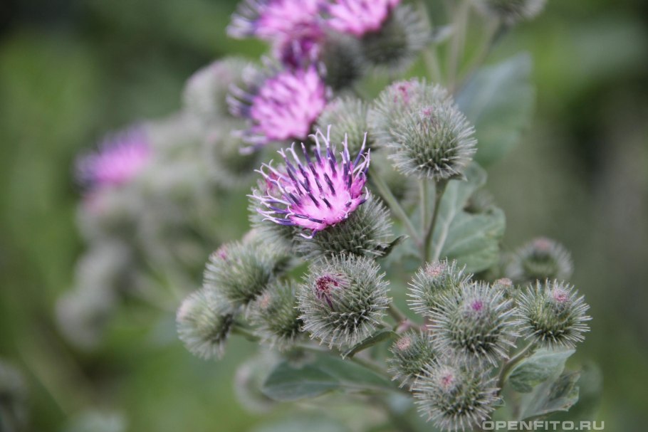 Репейник луговой