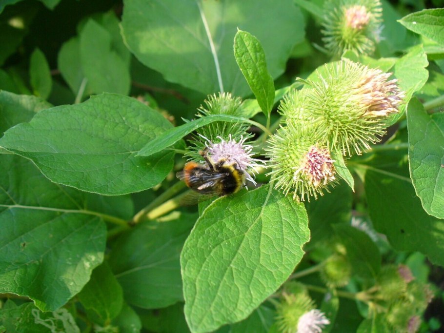 Bombus terrestris